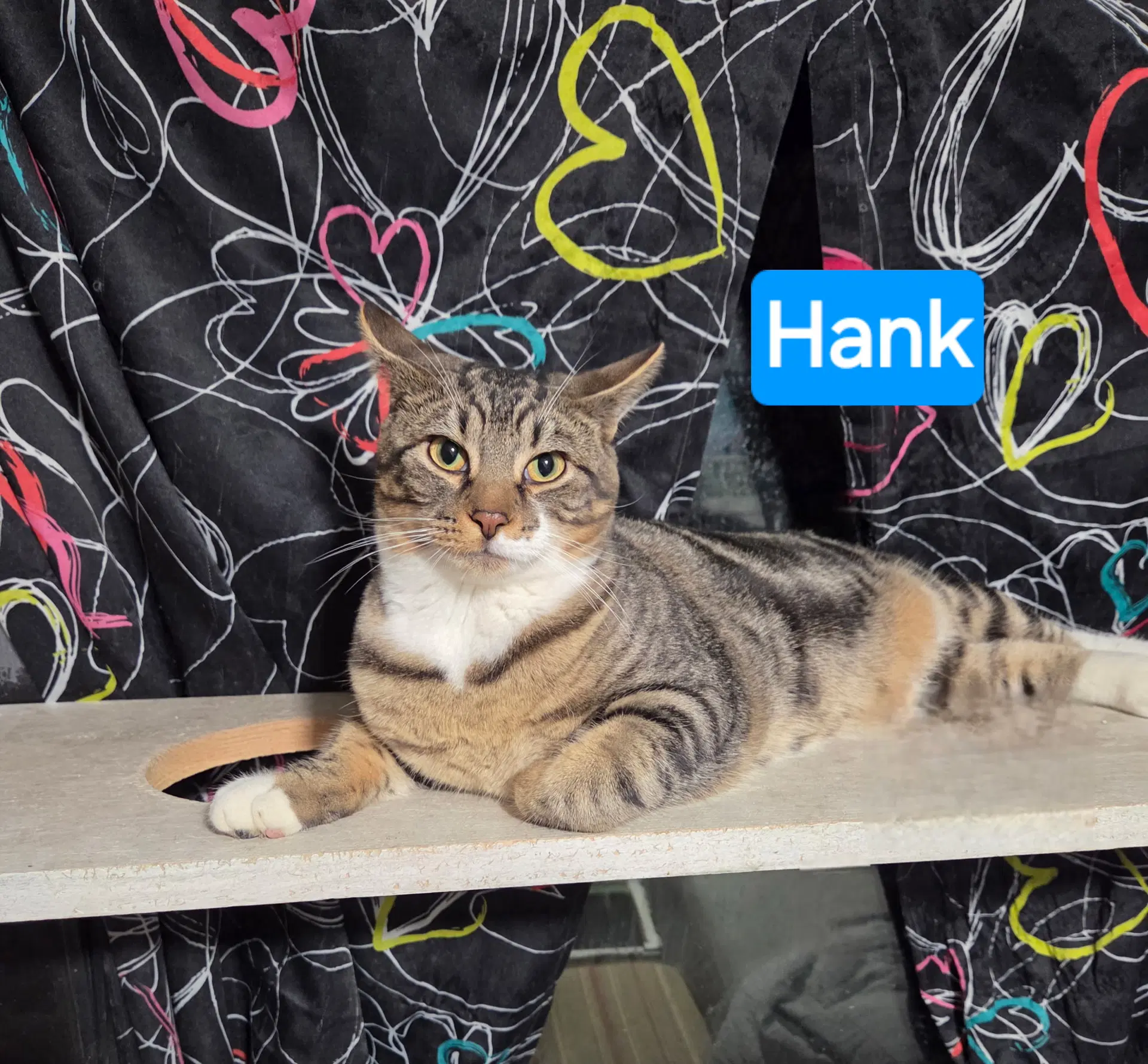 Hank image 2
