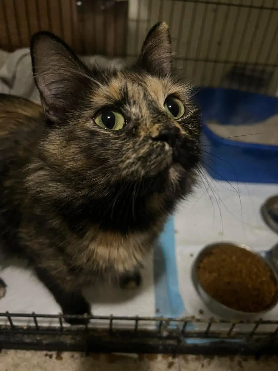 Ivy - Domestic Long Hair
