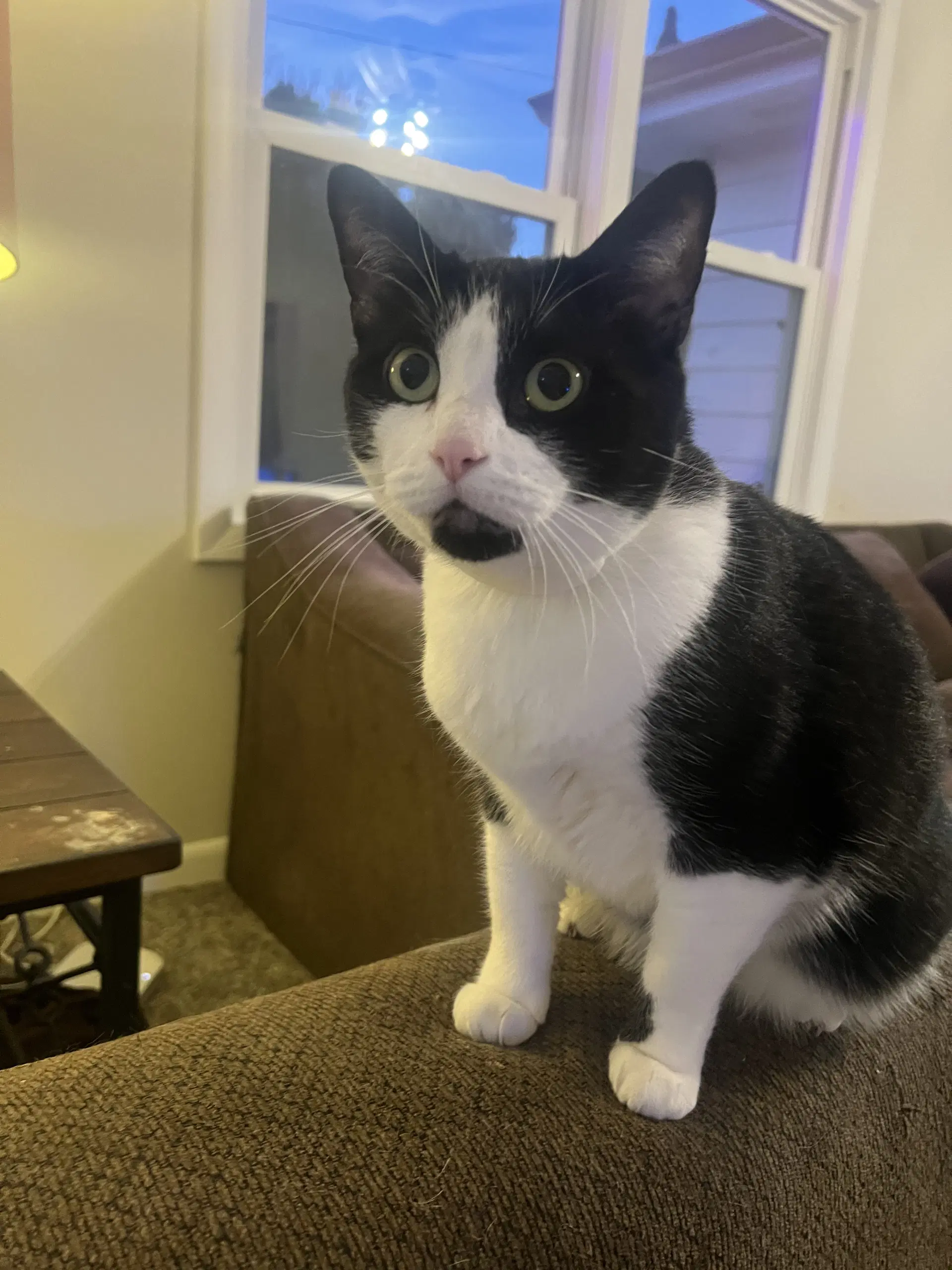 Esther - Domestic Short Hair