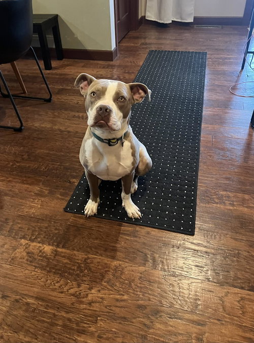 Parker, an adoptable American Pit Bull Terrier in Waterloo, IA