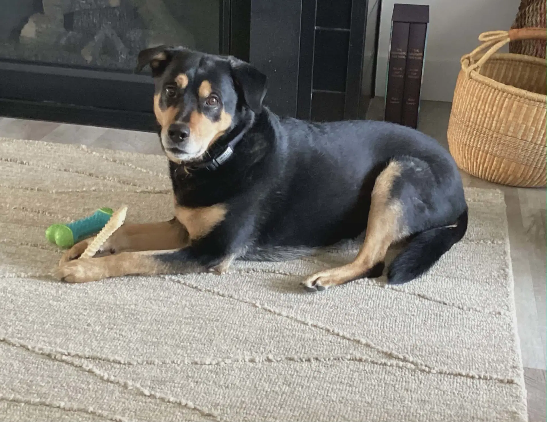 Molly - Rottweiler