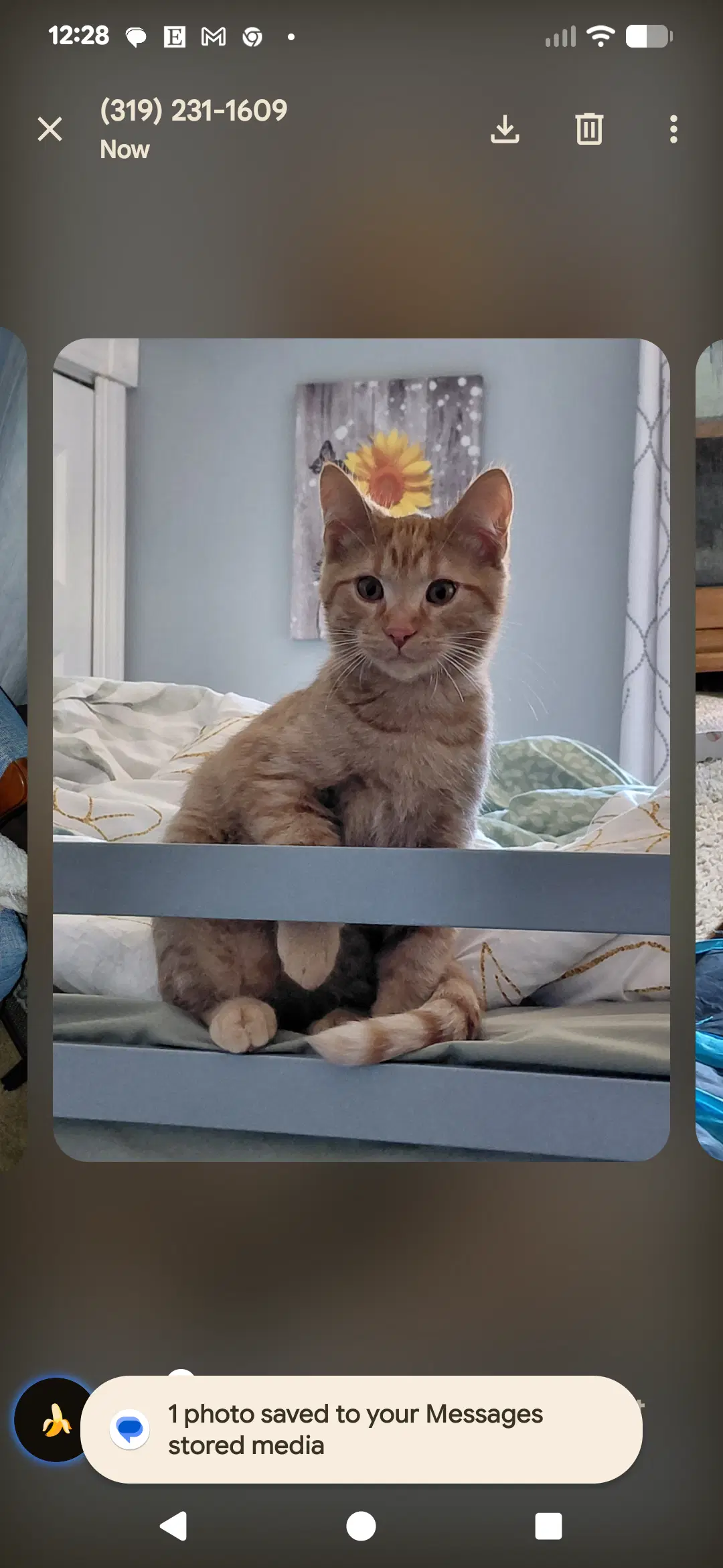 Gary - Domestic Short Hair