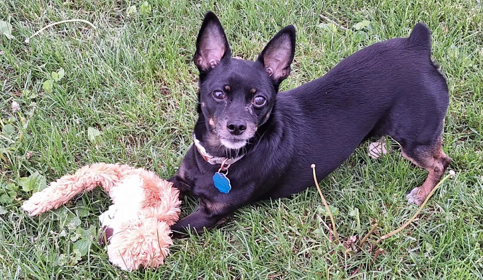 Kiki - Miniature Pinscher