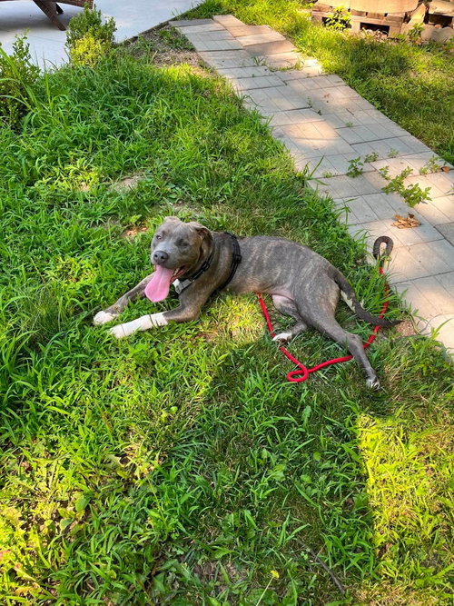 Romy, an adoptable American Pit Bull Terrier in Waterloo, IA