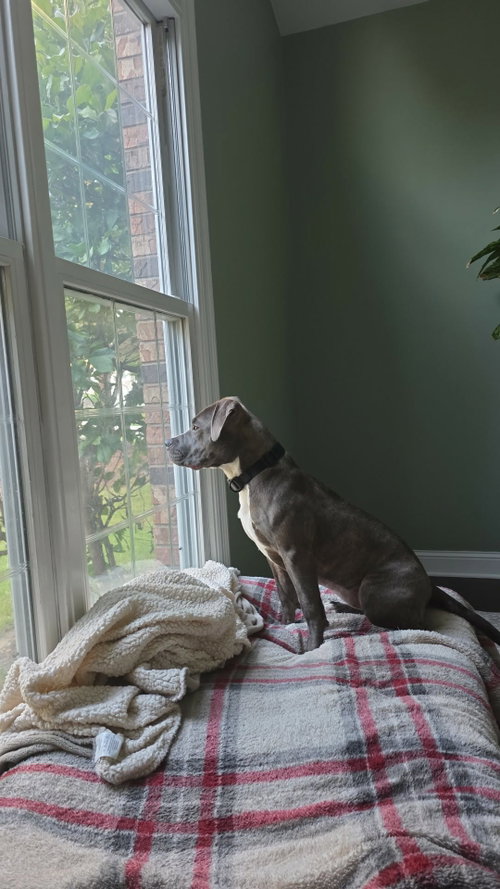 Michele, an adoptable American Pit Bull Terrier in Waterloo, IA