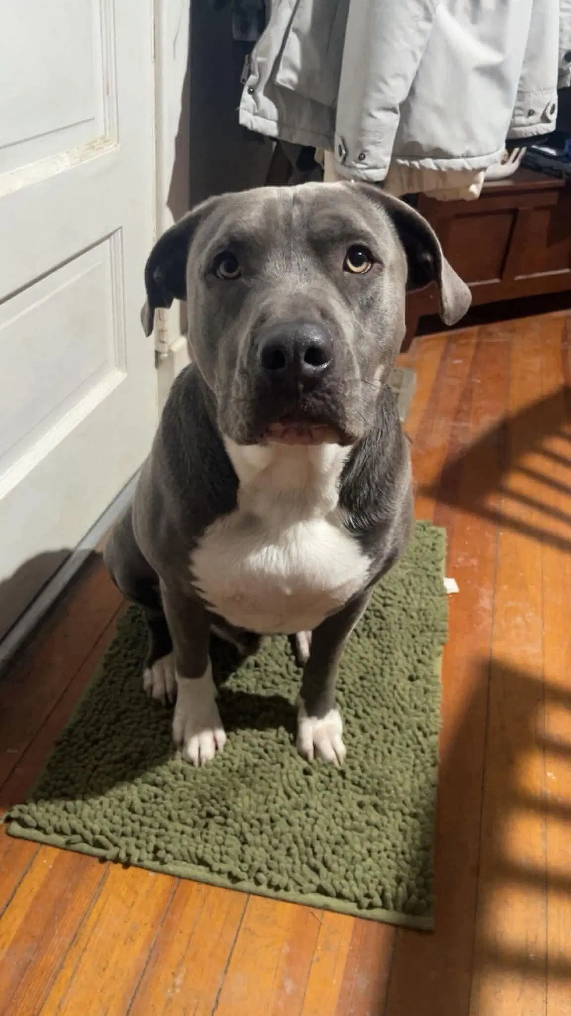 Blue - American Pit Bull Terrier