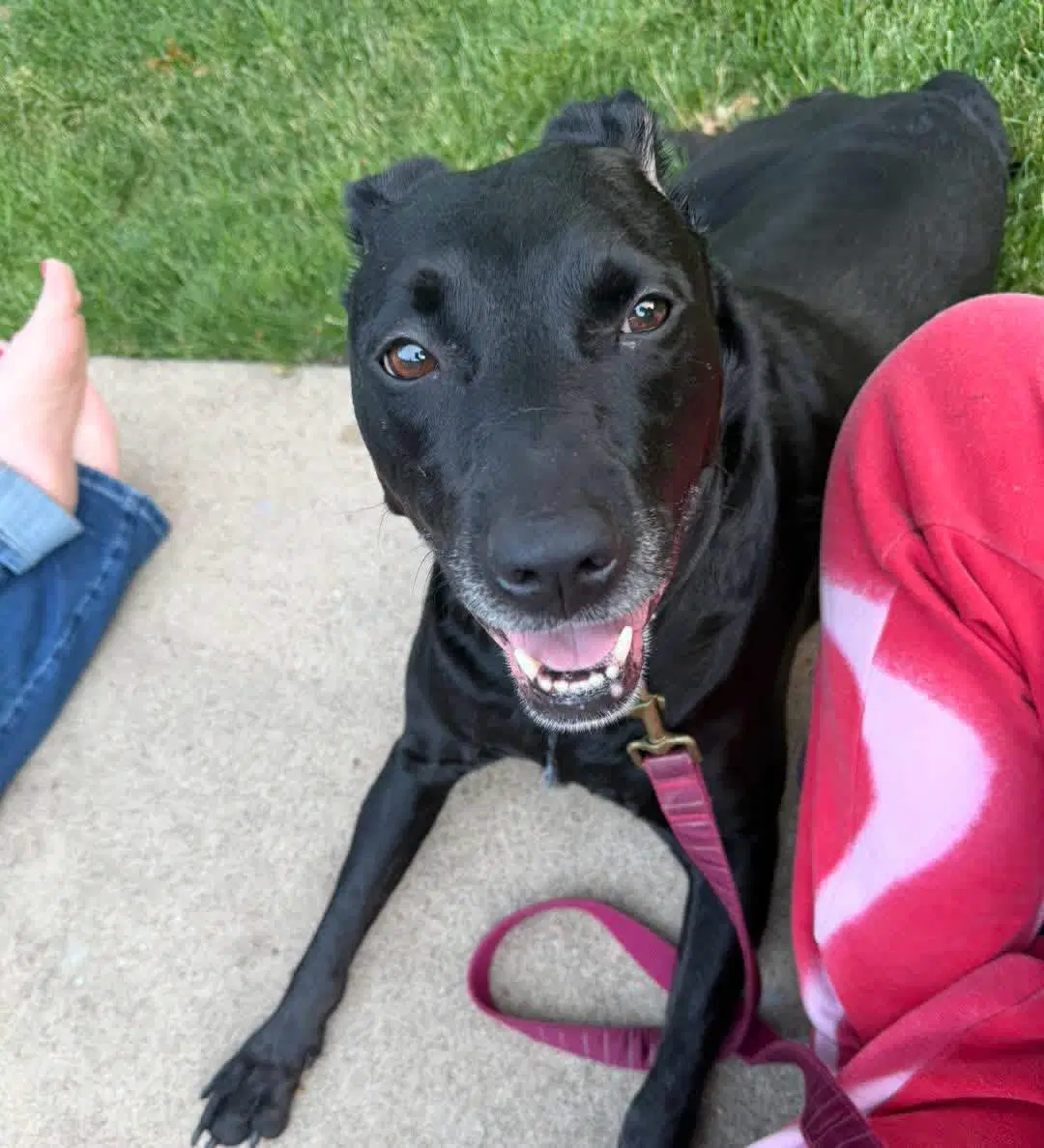 Clover - Black Labrador Retriever