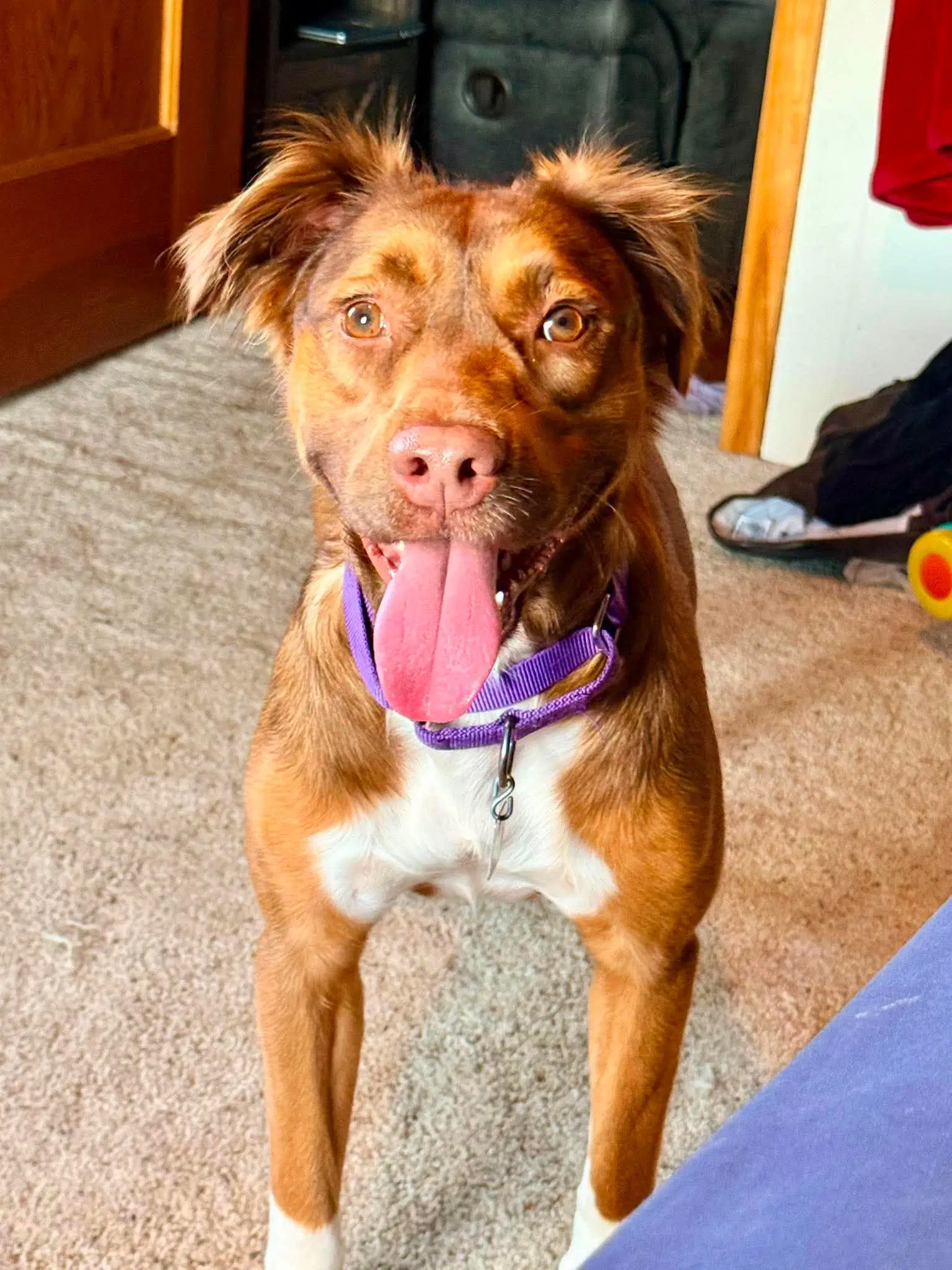 Izzy - Australian Shepherd