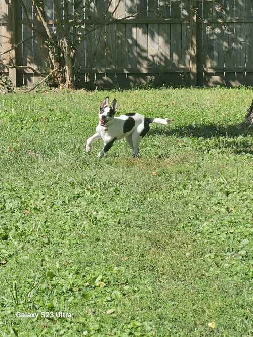 picture of the dog needing adoption