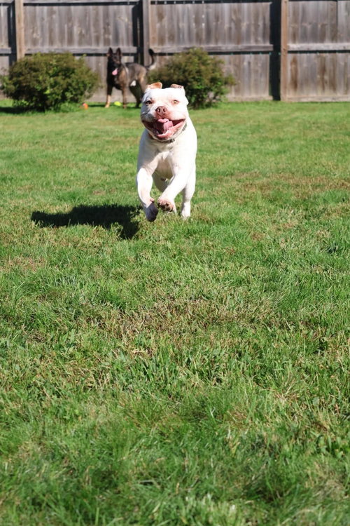 Smoosh, a dog for adoption from Cedar Valley Pit Bull Rescue