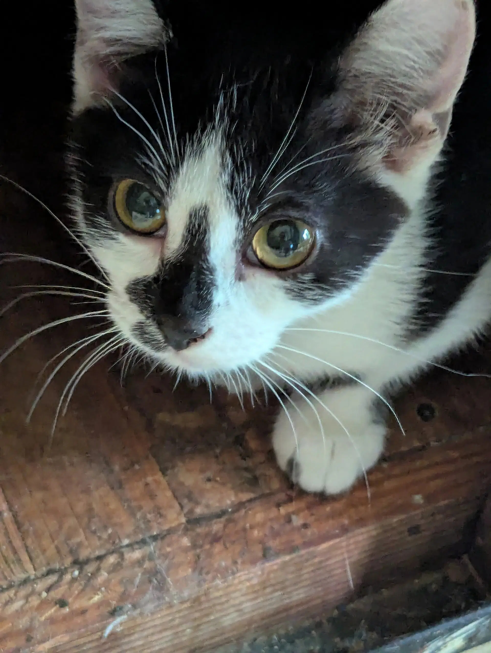 Starlight - Domestic Short Hair