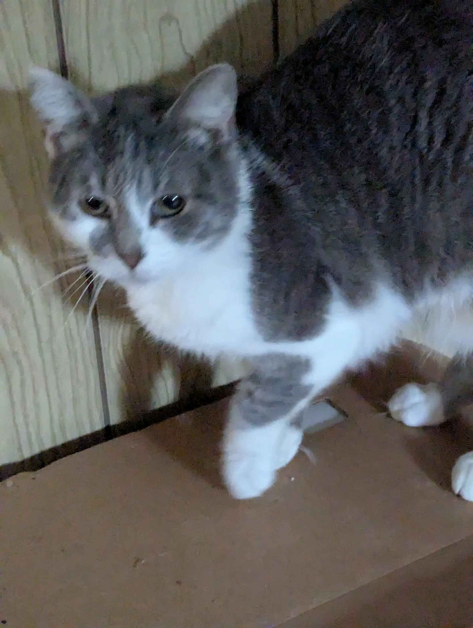 Arabella - Domestic Short Hair