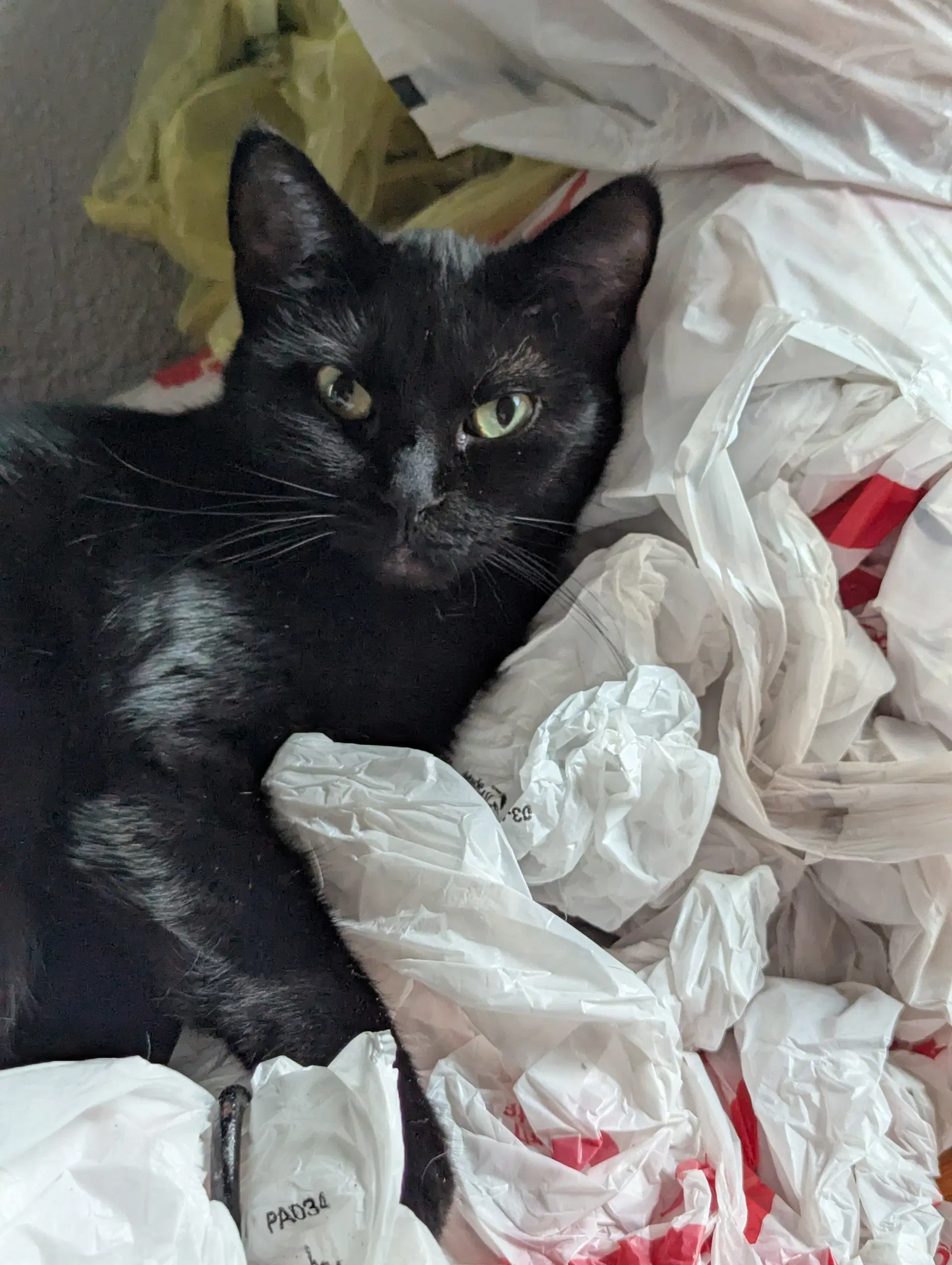Cynder - Domestic Short Hair