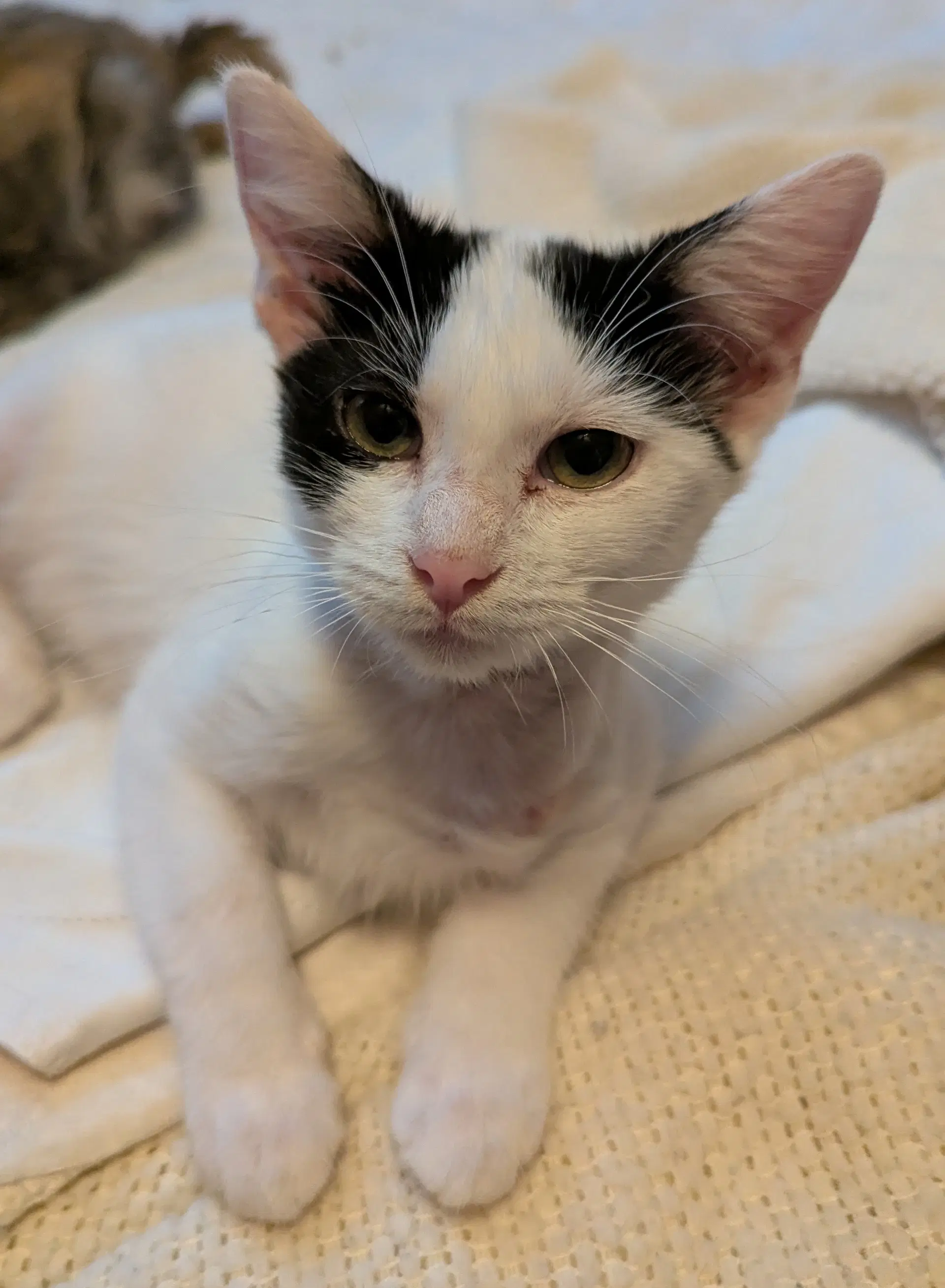 Victoria - Domestic Short Hair