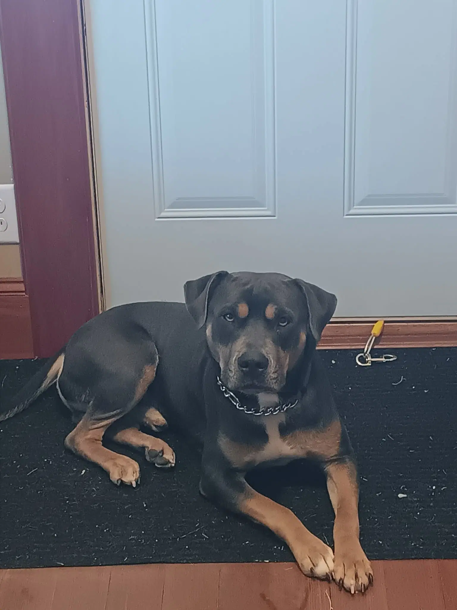 Maverick - Terrier