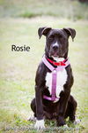 Rosie