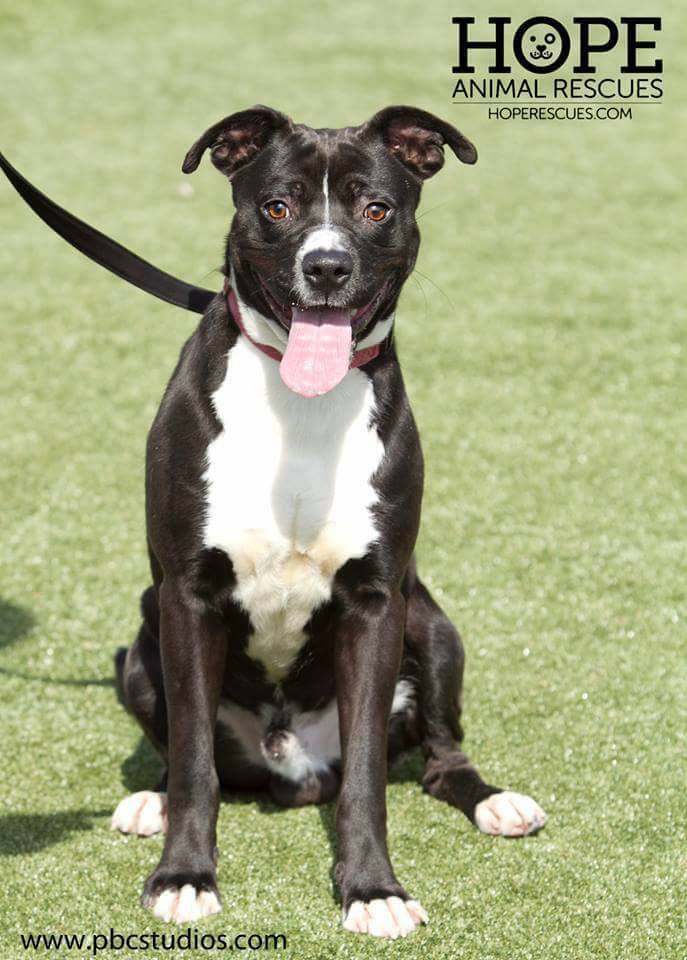 Harrison, an adoptable American Staffordshire Terrier / Mixed (short coat)