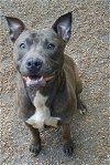 adoptable Dog in godfrey, IL named Bella Blue
