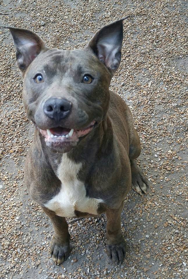 Bella Blue, an adoptable American Pit Bull Terrier / Mixed (short coat)