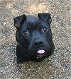 adoptable Dog in godfrey, IL named Jax