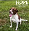 adoptable Dog in godfrey, IL named Charlie