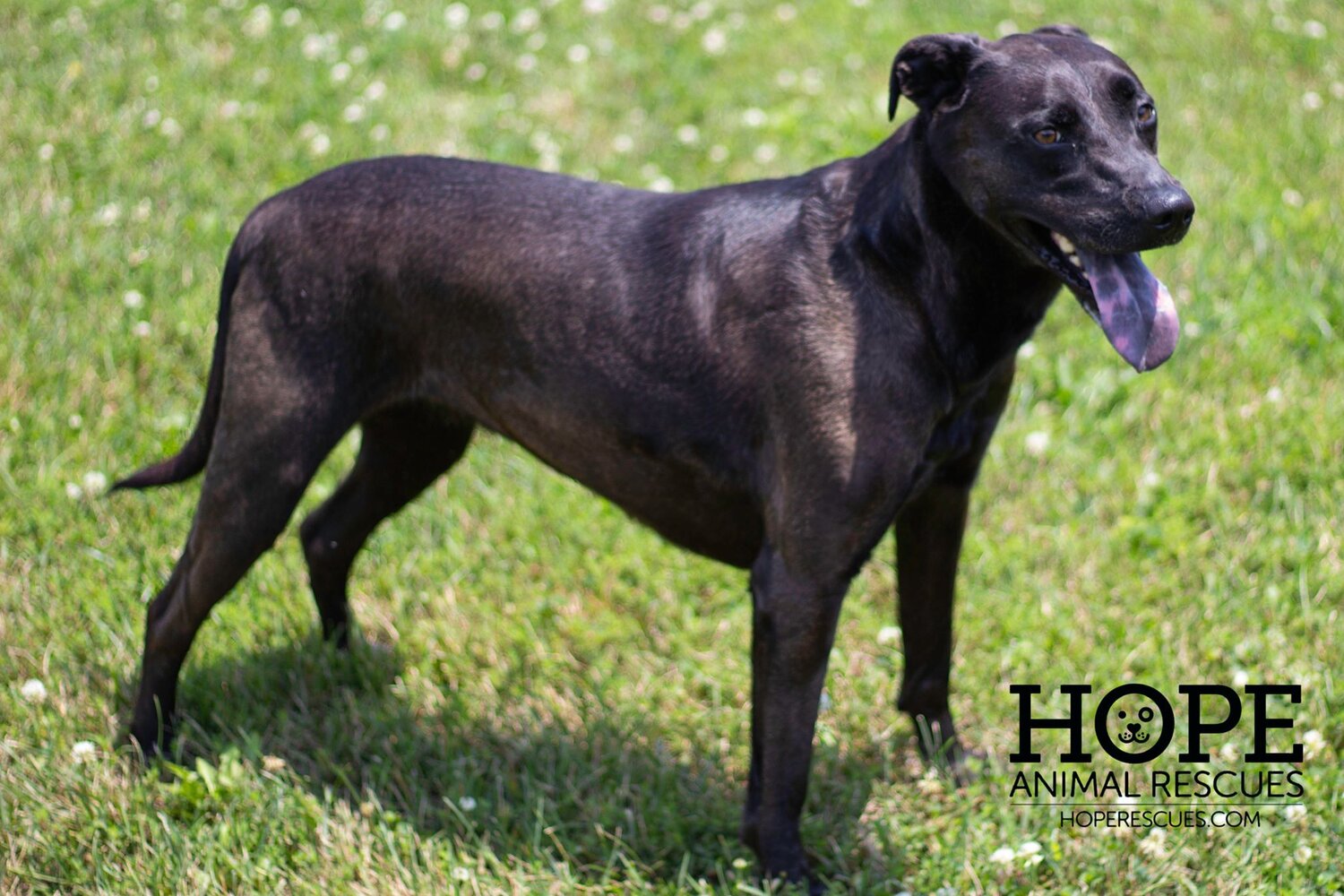 adoptable Dog in Godfrey, IL named Hazel Grace