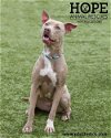 adoptable Dog in  named Hailey