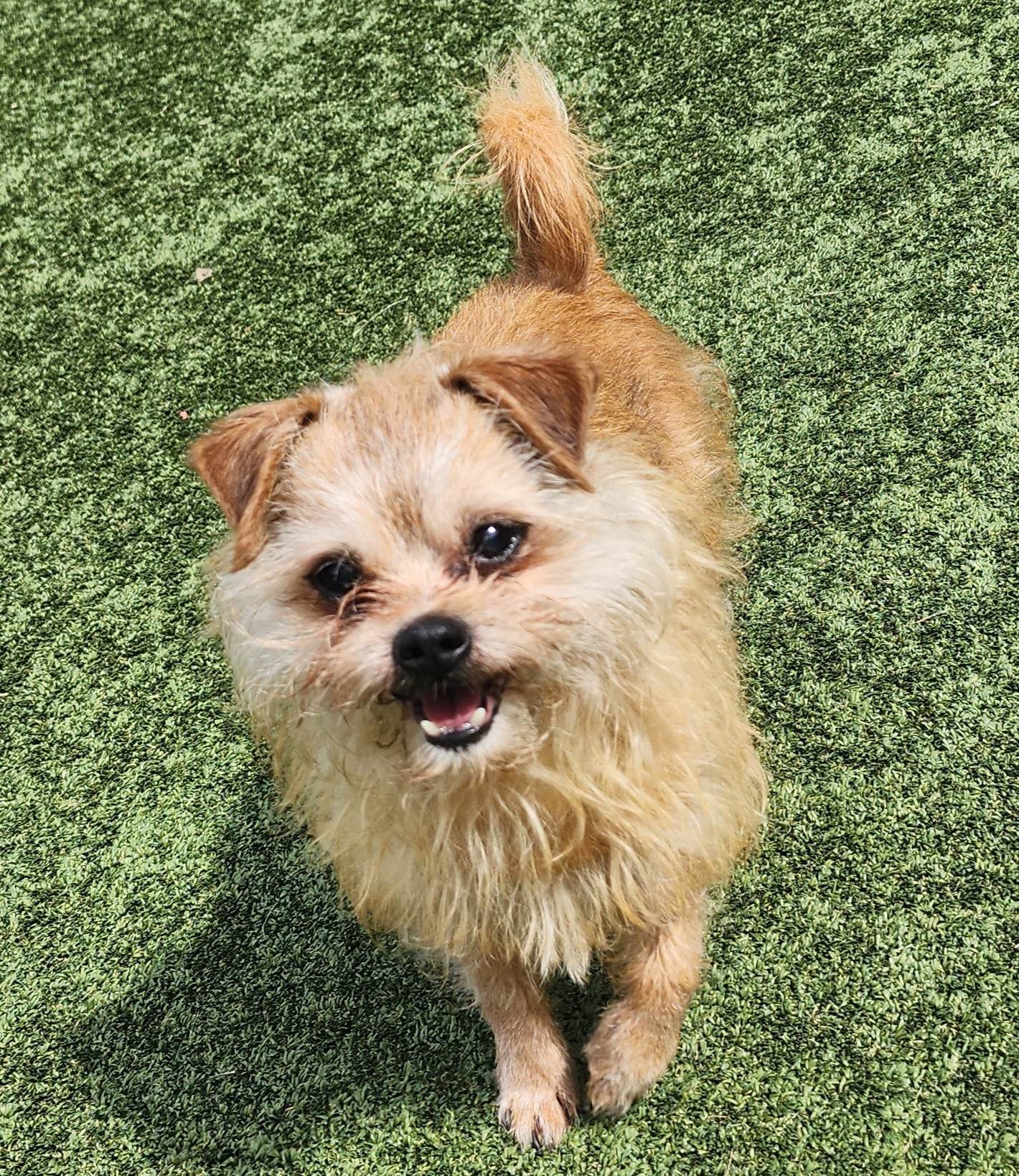 Dog for Adoption Grizzly, a Norwich Terrier in Wright City, MO