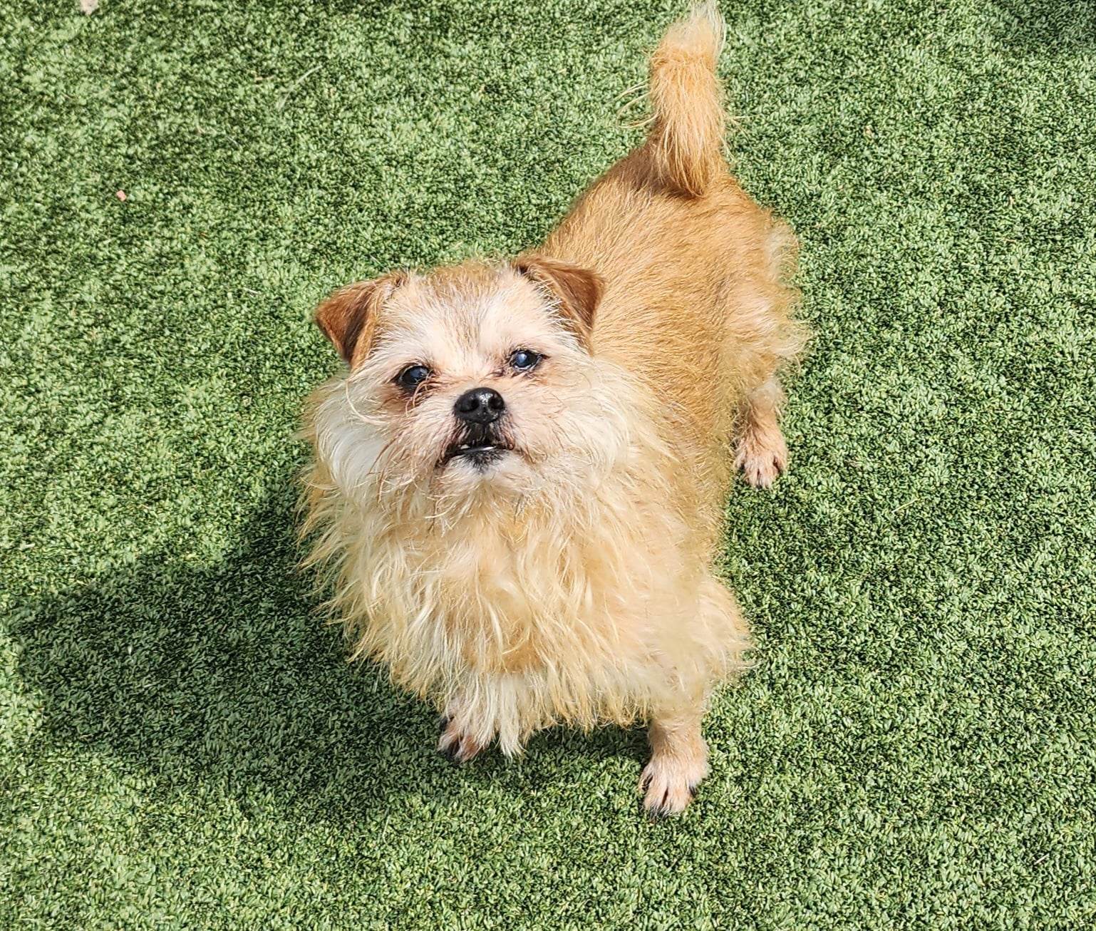 dog-for-adoption-grizzly-a-norwich-terrier-in-wright-city-mo