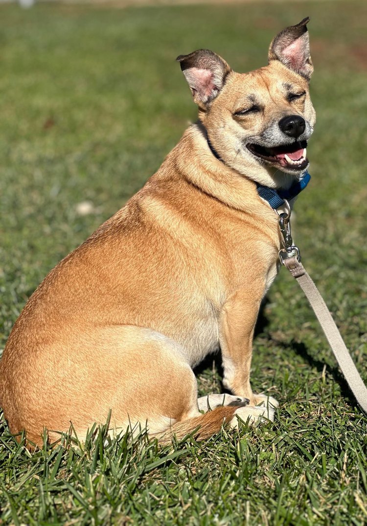 adoptable Dog in Godfrey, IL named Mini
