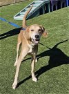 adoptable Dog in godfrey, IL named Dakota
