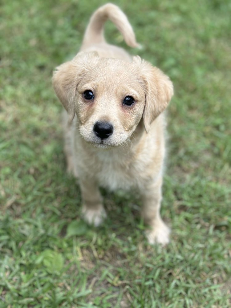 adoptable Dog in Godfrey, IL named Louie