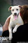 adoptable Dog in  named Baxter