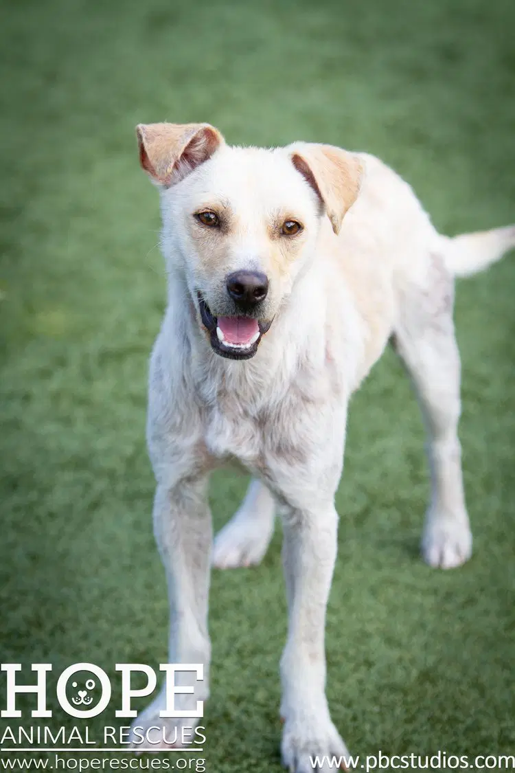 Buddy - Lab