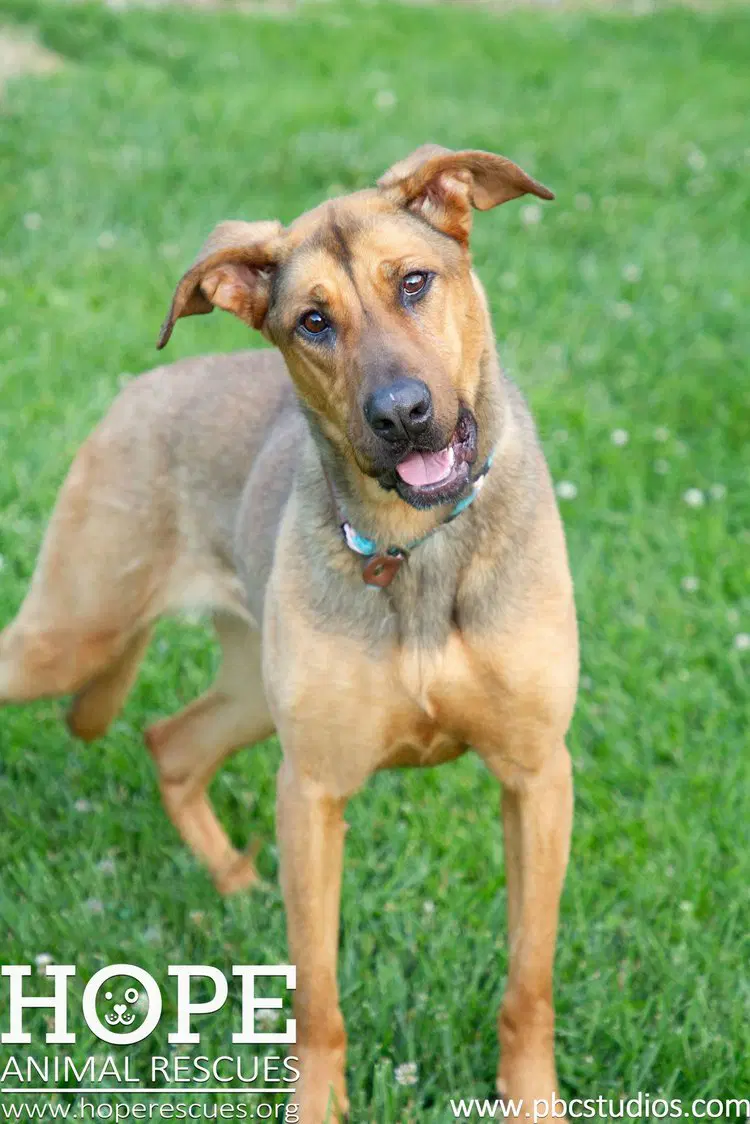 Piper - Shepherd