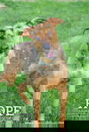 adoptable Dog in  named Piper
