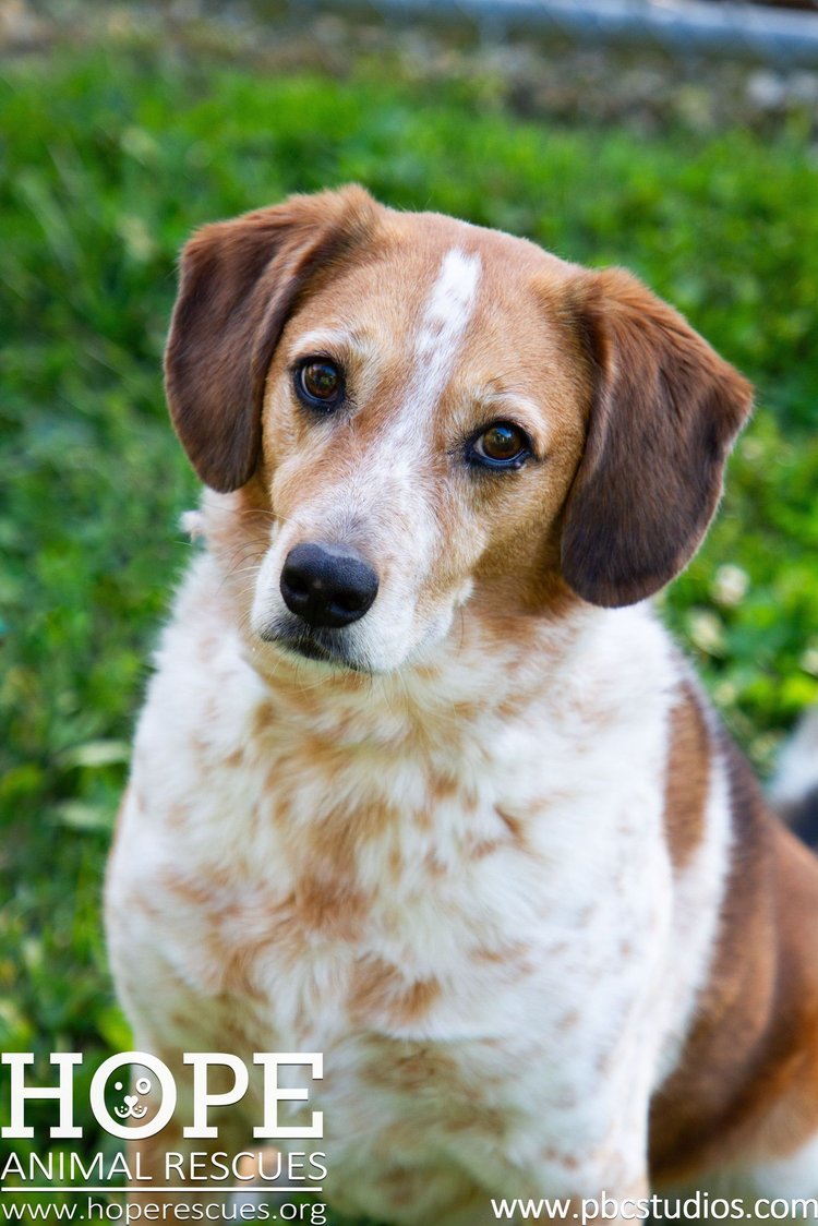 adoptable Dog in Godfrey, IL named Luna