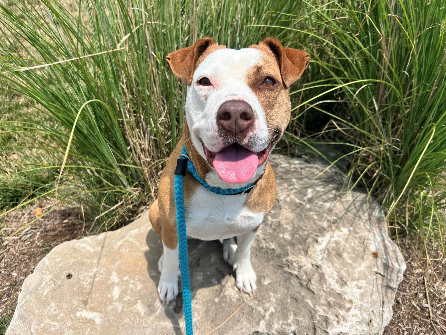 adoptable Dog in Godfrey, IL named Ruth