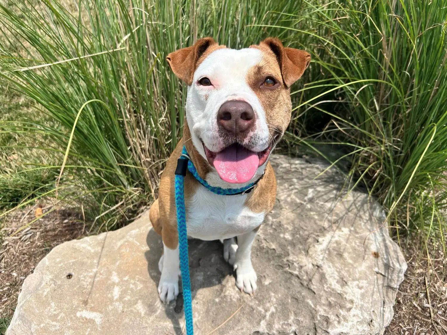Ruth - Pitt Mix