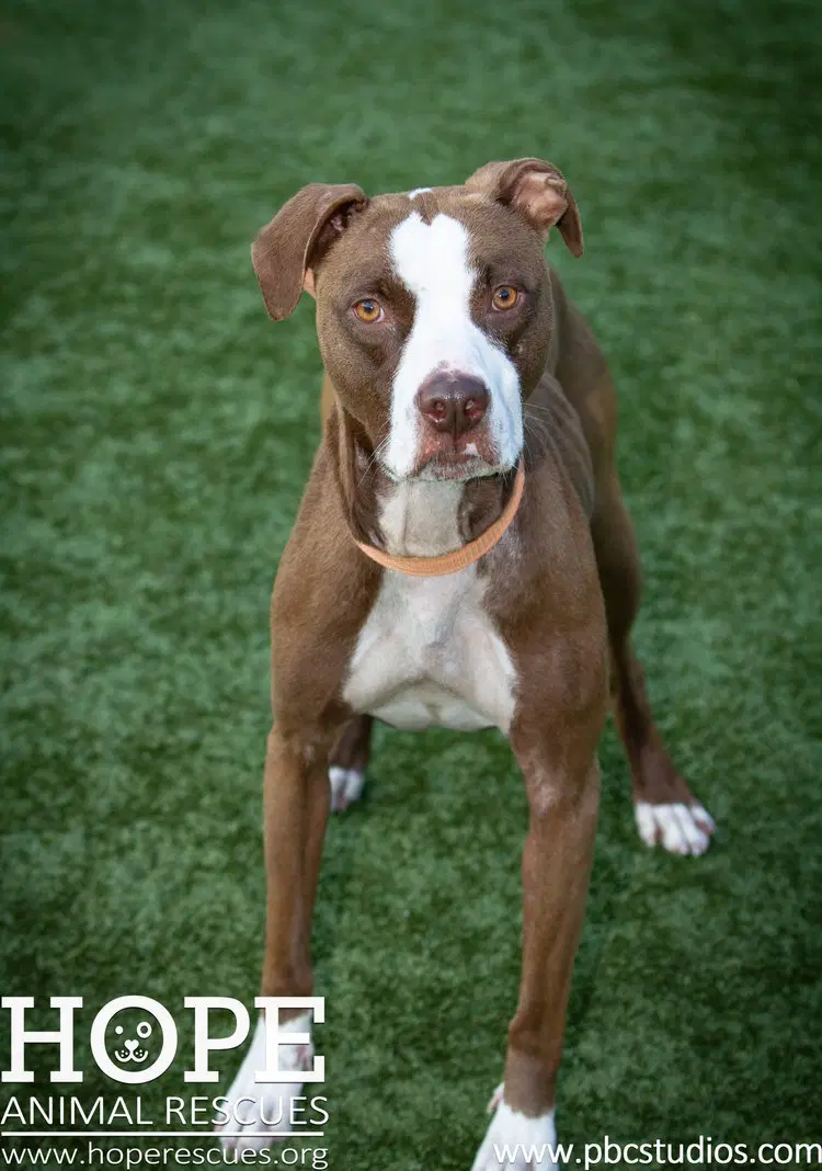 Maya - Boxer Mix