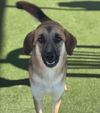 adoptable Dog in  named Elsah
