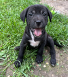 adoptable Dog in  named Blossom