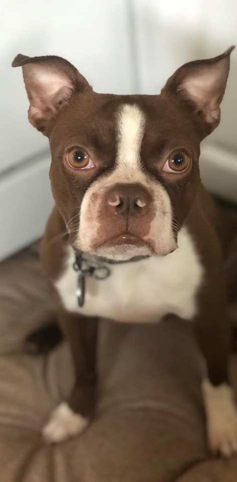 adoptable Dog in Godfrey, IL named Dot