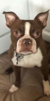 adoptable Dog in  named Dot