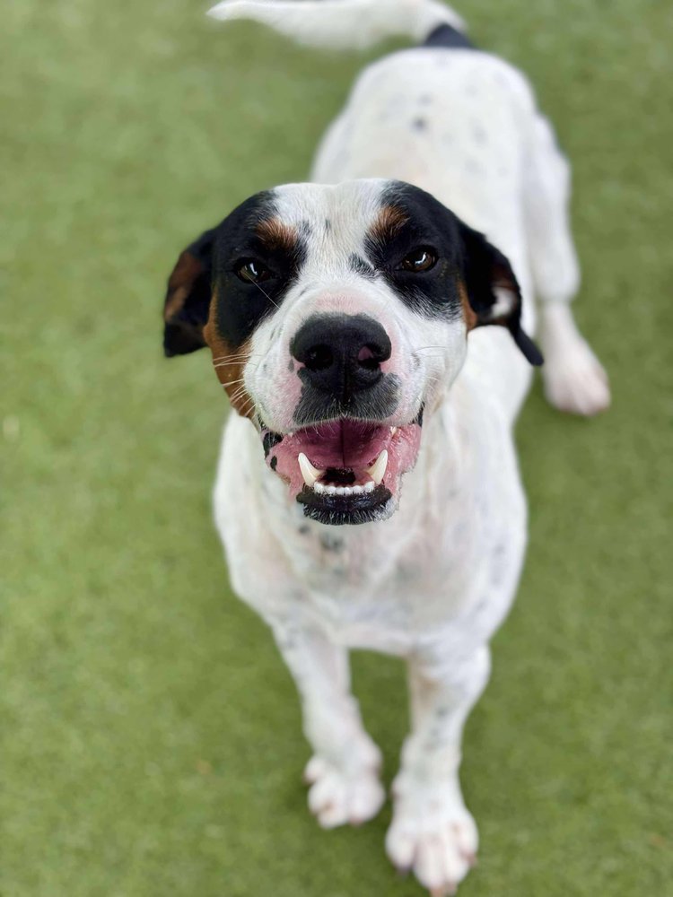 adoptable Dog in Godfrey, IL named Dan