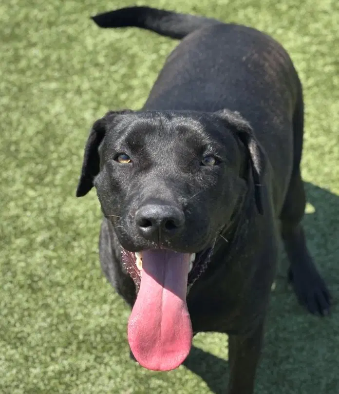 Maggie - Black Labrador Retriever