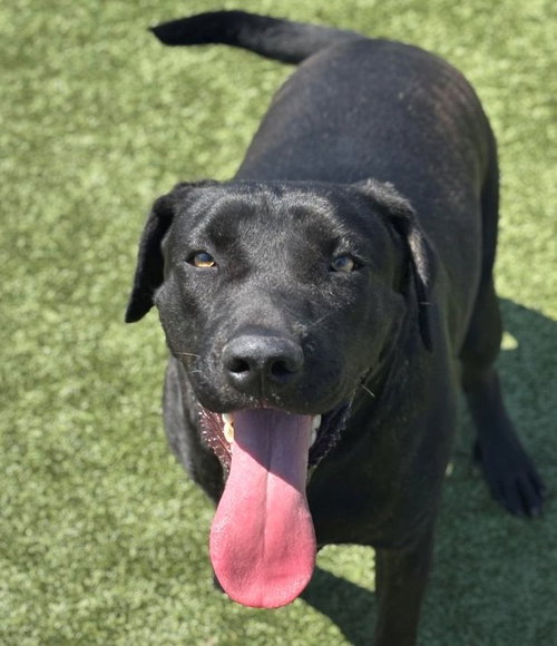 MAGGIE - Black Labrador Retriever available for adoption
