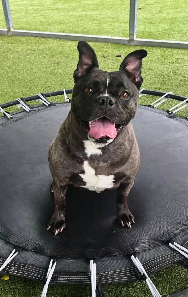 Bailey - Frenchie Mix