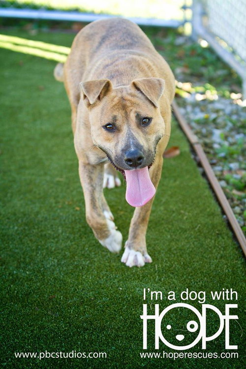 NADIA - Terrier available for adoption