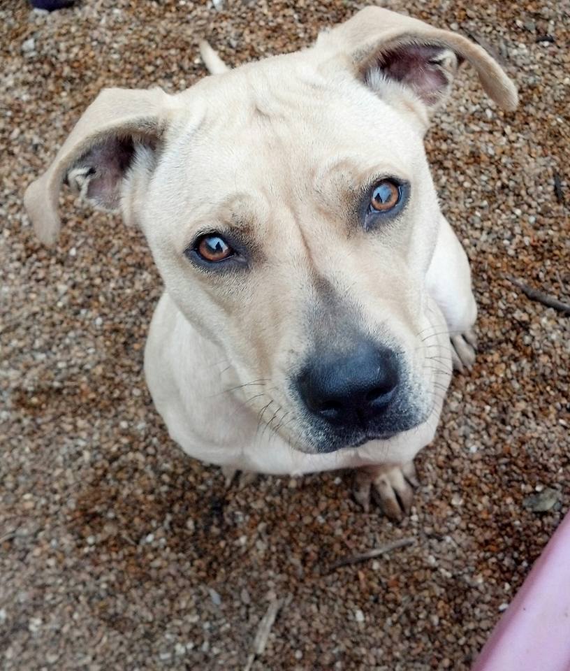 adoptable Dog in Godfrey, IL named Jilly Beans